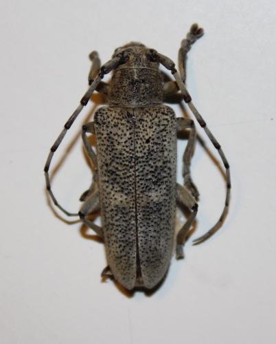 Réf. 194 653 : Saperda carcharias